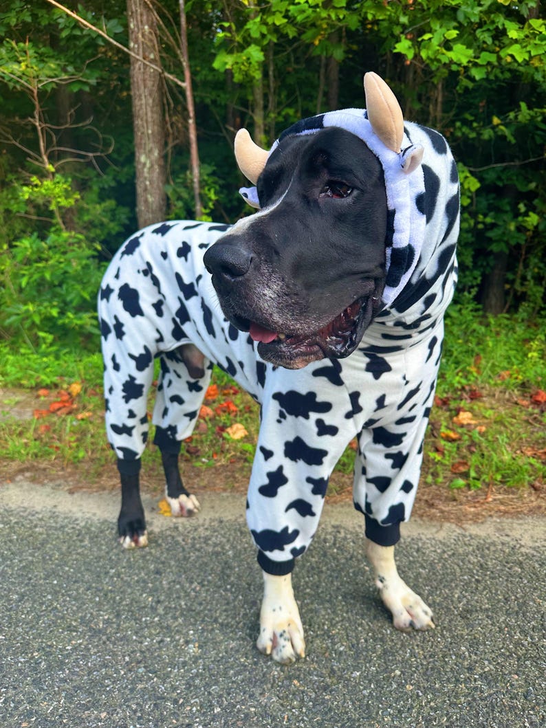 May include: A large dog wearing a white and black cow-print fleece onesie. The garment features a hood with two small, light-colored plush horns attached to the top. The onesie covers the body and legs, ending in dark cuffs at the paws.
