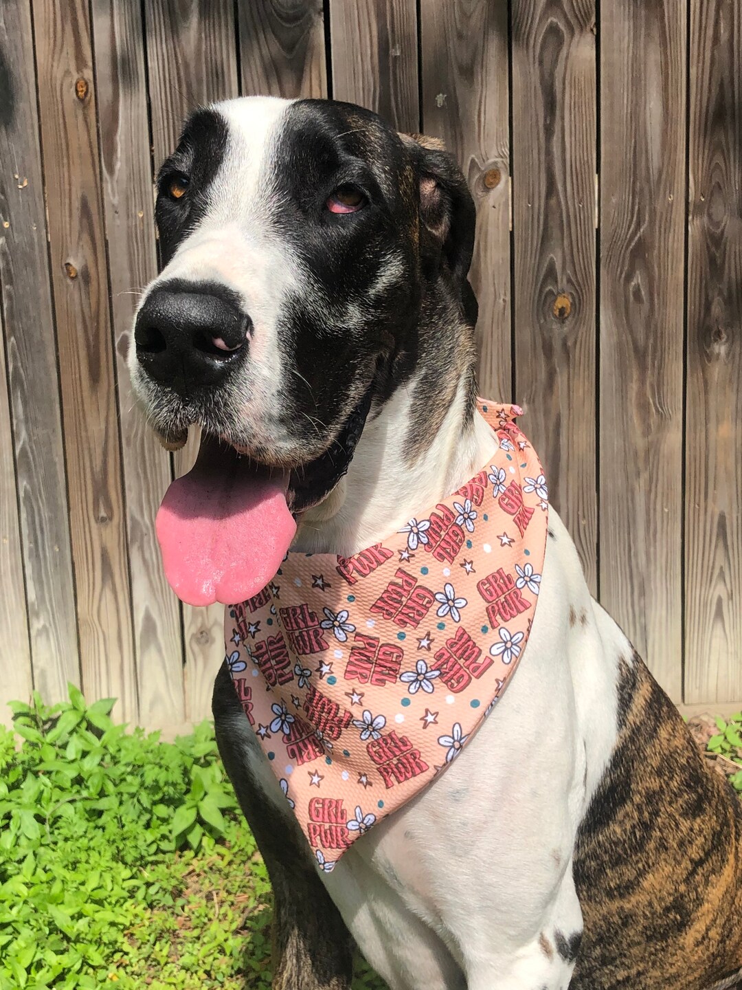 Dog Bandana, Feminist Dog Bandana, Womens Rights, Personalized Pet