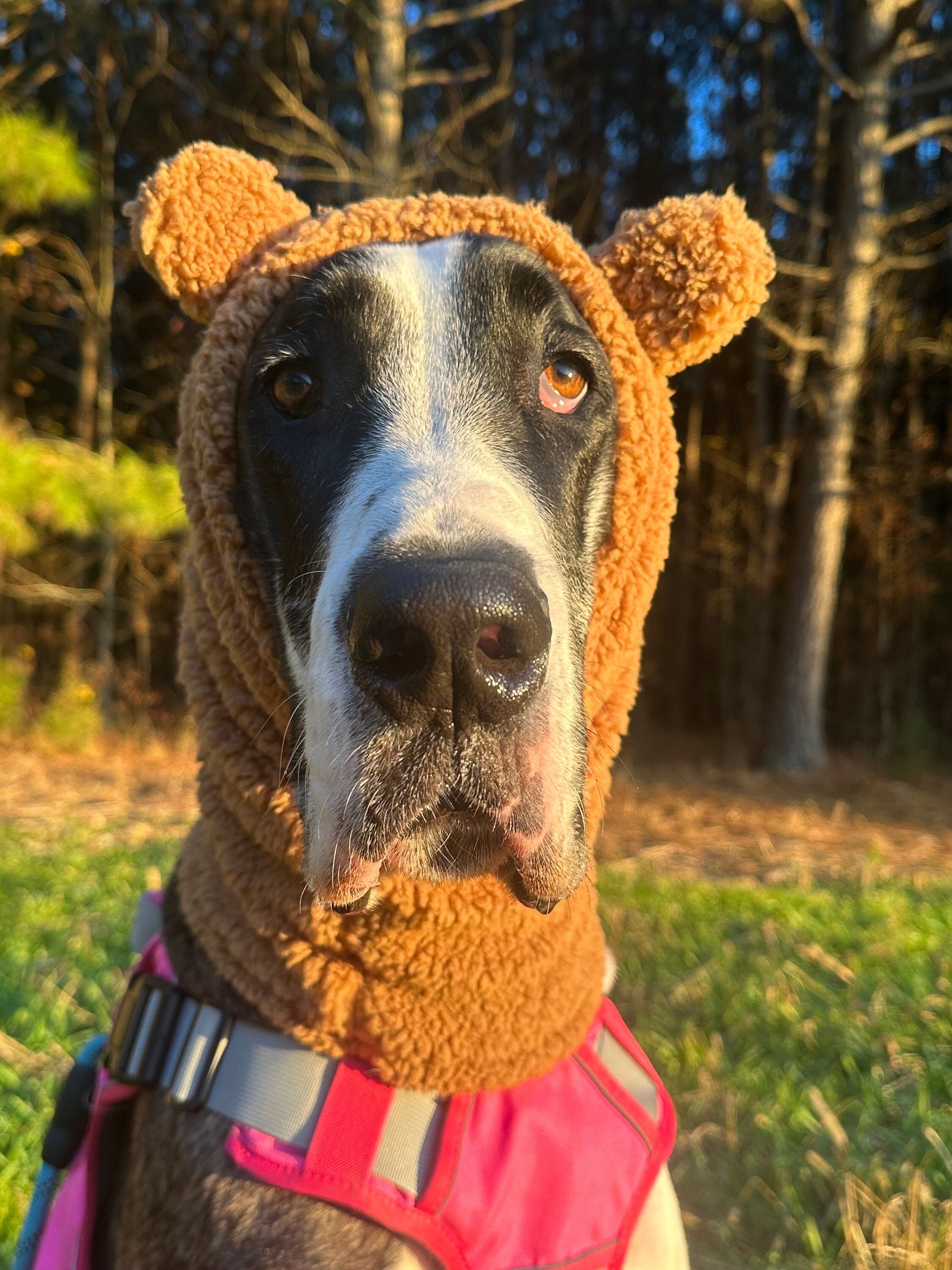 Cute Dog Snood With Ears, Great Dane Accessories, Extra Large Dog