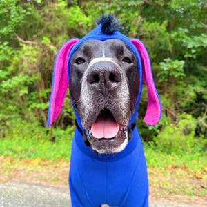 May include: A large black dog wearing a bright blue fleece bodysuit with a matching hood. The hood features long, floppy ears with vibrant pink inner linings and a small black tuft of faux fur on top. The dog has a white stripe on its nose.