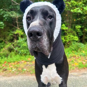 May include: A black and white dog wearing a panda costume. The costume includes a black hood with white trim and black, fluffy ears. The dog is standing on a paved surface with green foliage in the background.