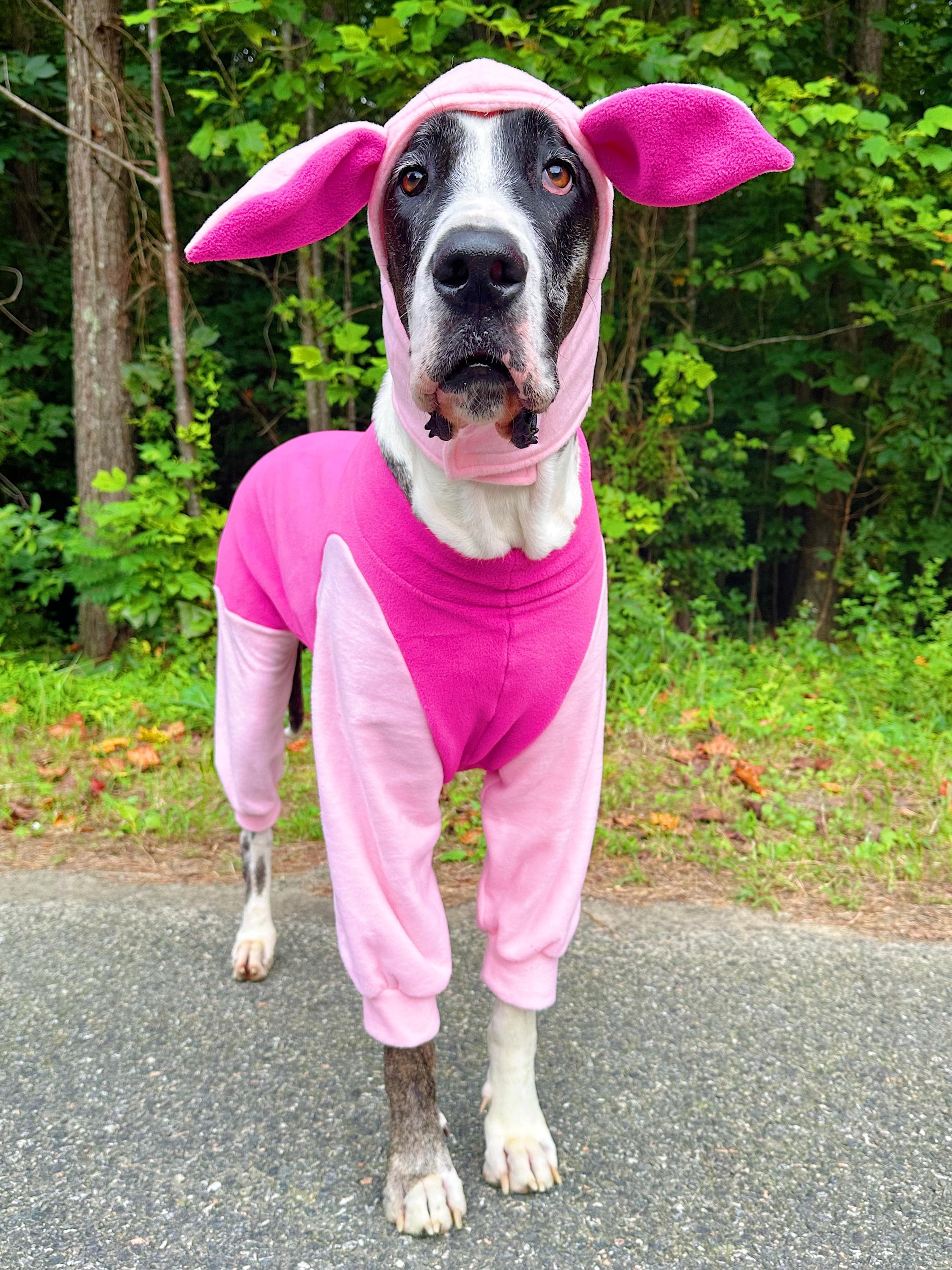 Costume Ideas English Mastiff Dog Clothes NEW Halloween Dog Pet