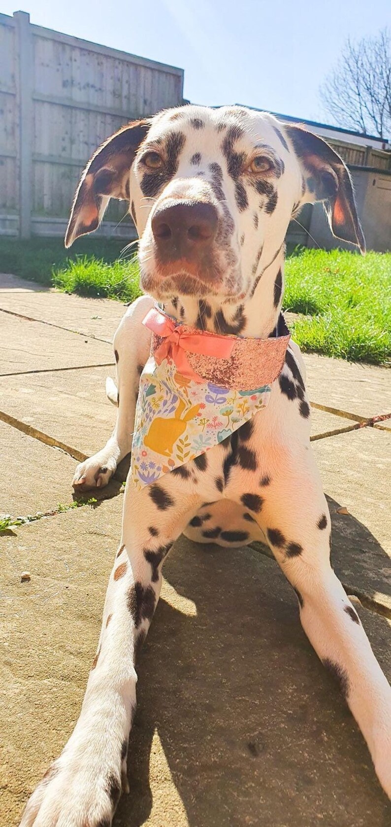 Small Easter bunny pet bandana with Peter Pan collar /& bow