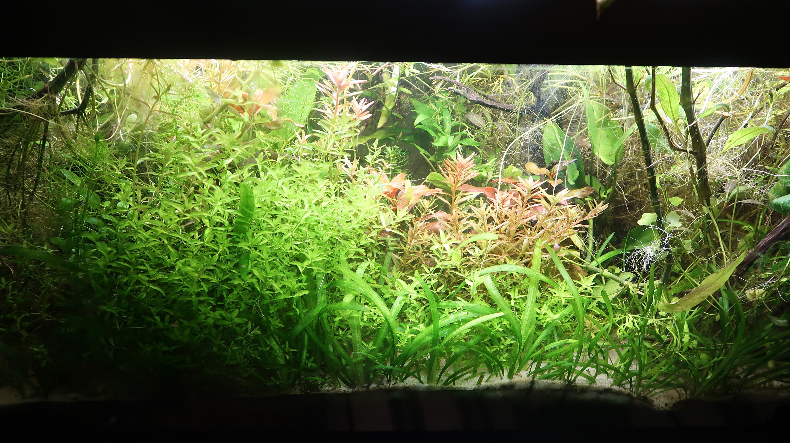 Aquarium Root Tabs Fertilizer With High Iron shrimp Safe Etsy