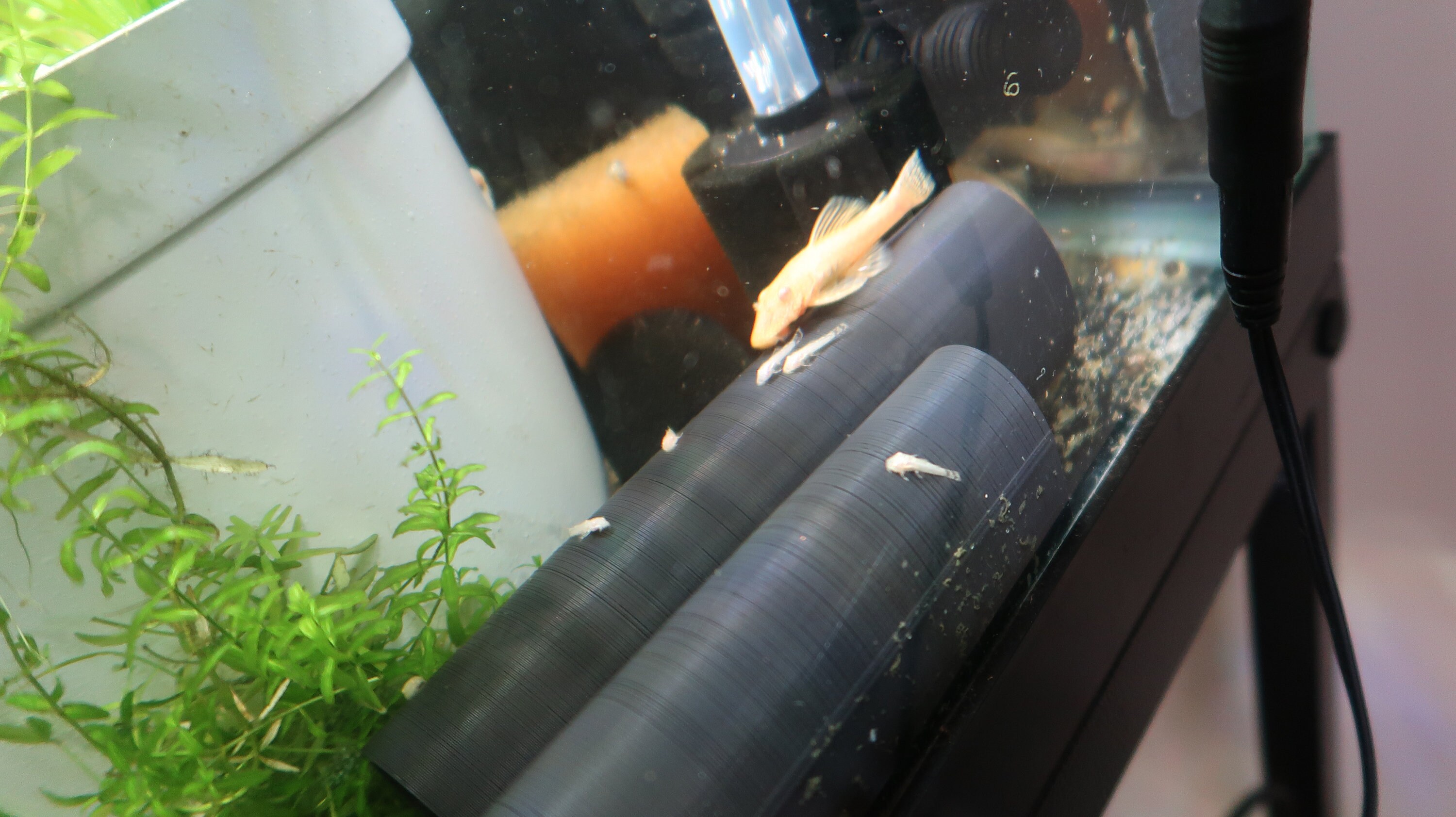 Aquarium Pleco Caves/Decor or for breeding 1 pack Etsy