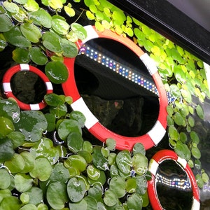 May include: A close-up of a fish tank with green plants and three red and white life preserver rings. The rings are different sizes and are floating in the water.