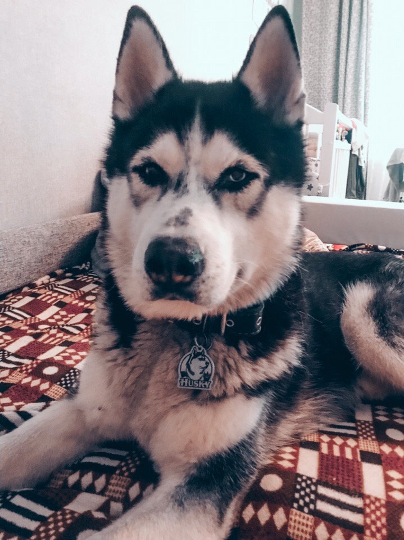 Husky Personalized Pet ID Tag Etsy