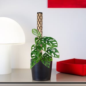 PlantMe Modular Moss Stick Mini (3.5 cm diameter), Black, White, Green