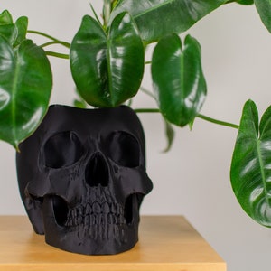 May include: A black skull-shaped planter with a green plant growing out of the top. The plant has large, dark green leaves.