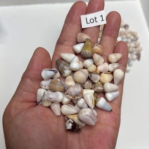 May include: A collection of small, smooth, cone-shaped seashells in various shades of white, tan, brown, and grey. The shells are clustered together, and a small white paper tag with the black printed text Lot 1 is tucked among them.
