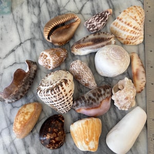 May include: A selection of seashells in diverse shapes and colours. The shells display shades of brown, white, and tan, with some exhibiting detailed patterns and textures. A ruler is present on the right, offering a size guide in inches.