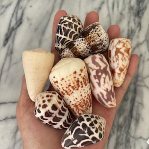 May include: A collection of seven cone shells with varied patterns and colours. The shells feature distinct markings including dark brown spots, intricate geometric networks, and solid cream tones, all displayed together in a cluster.