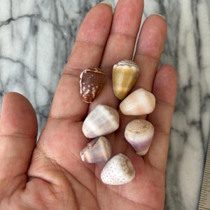 May include: A collection of various seashells in shades of brown, tan, and white. The shells are held in a hand, showcasing their unique shapes and textures. Some shells have speckled patterns, while others have smooth surfaces. A ruler is visible in the background.
