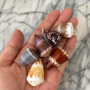 Large Hawaiian collector cone shell lots 11-15