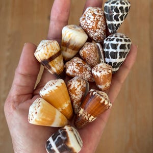 Può includere: Una collezione di conchiglie a forma di cono in vari colori, tra cui bianco, marrone e arancione, è tenuta in una mano. Le conchiglie presentano motivi e texture unici, con alcune con macchie e strisce. Le conchiglie variano per dimensioni e forma.