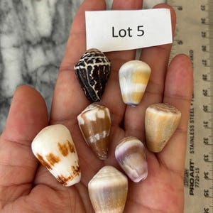 May include: A collection of seven seashells of various shapes and colors, including brown, white, and tan. The shells are held in a hand, with a white label that reads "Lot 5". A stainless steel ruler is in the background.
