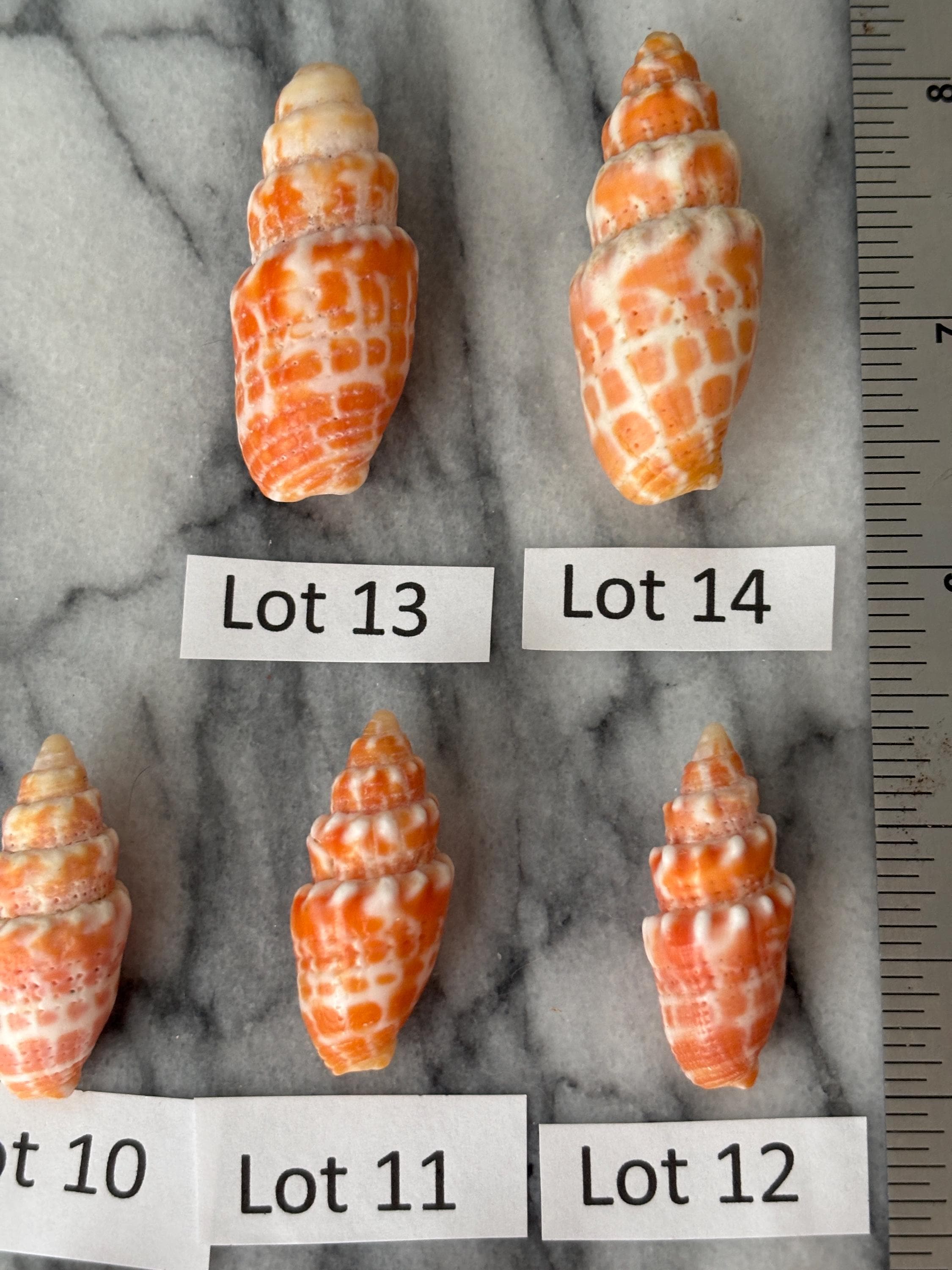 Hawaiian Miter Shells Orange Yellow Northshore - Etsy