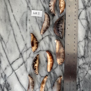 May include: A collection of eleven curved, tan and brown patterned seashells arranged next to a metal ruler. The ruler shows measurements in centimetres and inches, with the shells ranging from approximately 2.5 to 5 centimetres in length. A white tag labelled Lot 1 is placed among the shells.