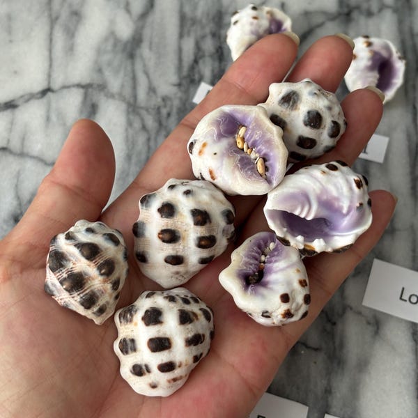 Large Hawaiian Mulberry purple Drupe shells Strawberry