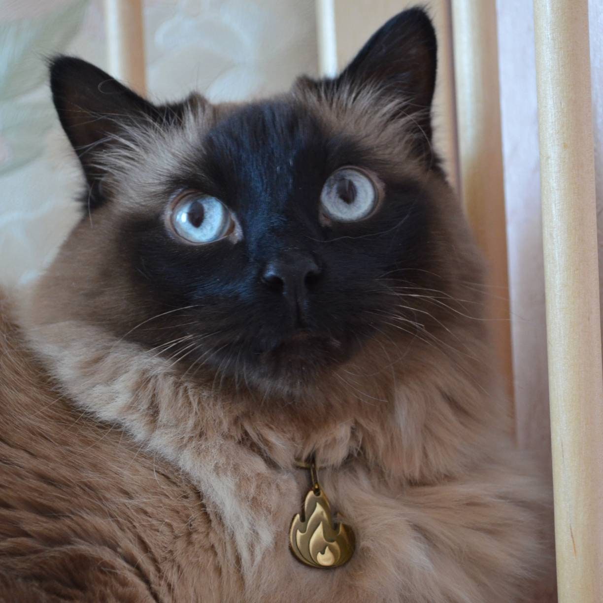 Rope Cat Collar Cat Collar with Personalized Brass Tag. Rope Etsy