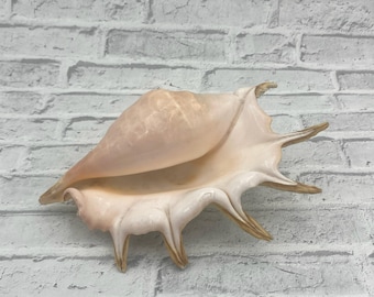 Crane Beach Large Clam Shells (8 inch), Xl Clam Shell, Huge Natural Shell, Big Decoupage Shells, Giant Clam Shell Home Decor