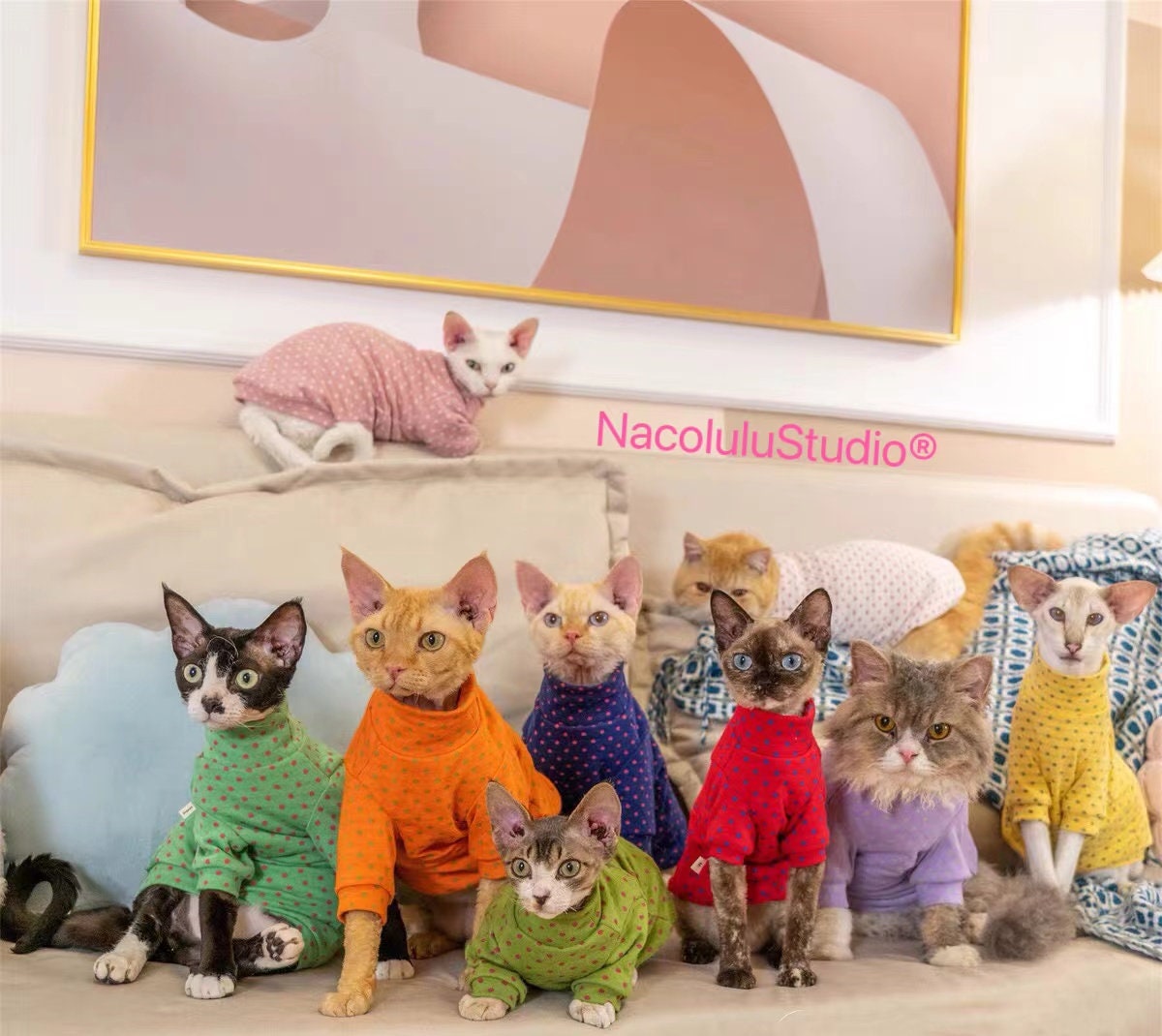 Customize Sphynx Cat Candy Color Outfit Spring Autumn Etsy