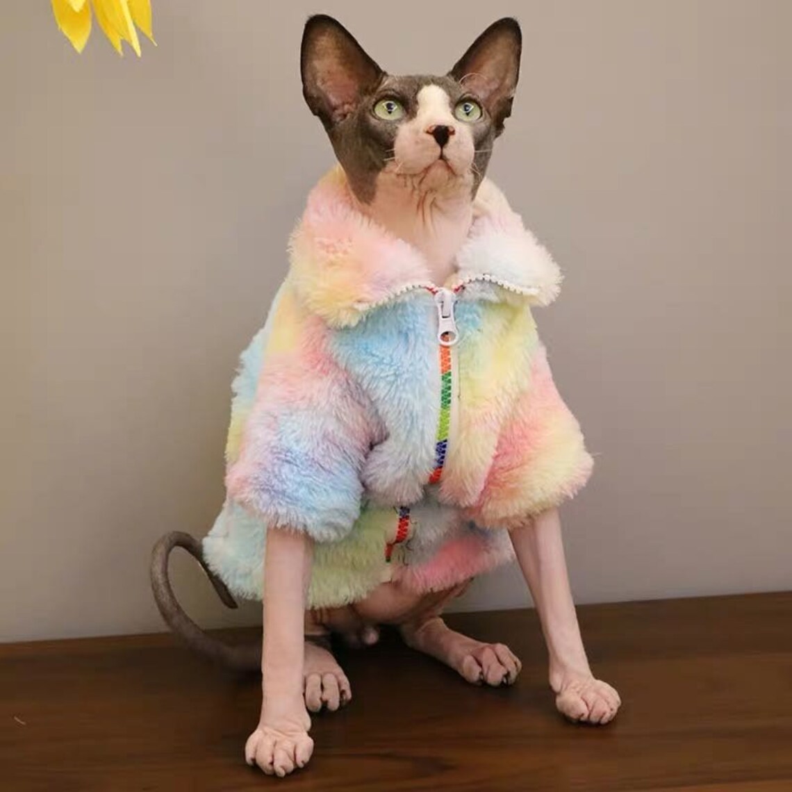 Sphynx Cat Winter Plus Velvet Thick Warm Jacket High Collar Etsy