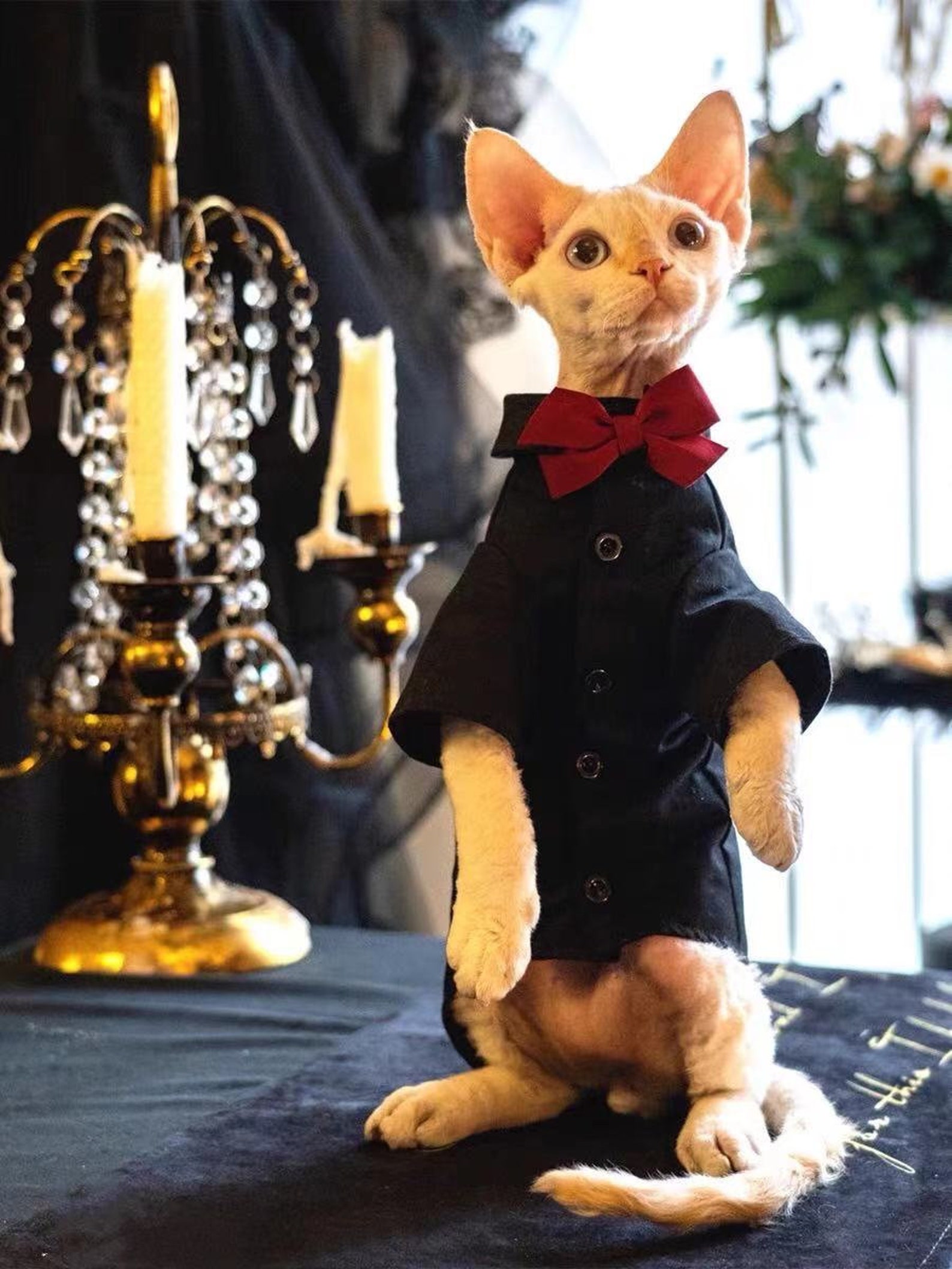 Passen Sphynx Katze Hochzeitskleid Abendessen weiße ...