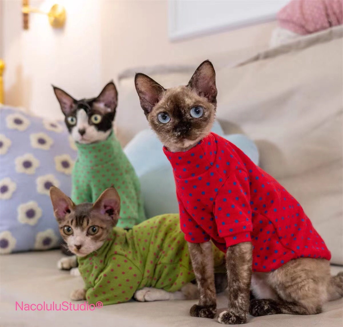 Customize Sphynx Cat Candy Color Outfit Spring Autumn Etsy