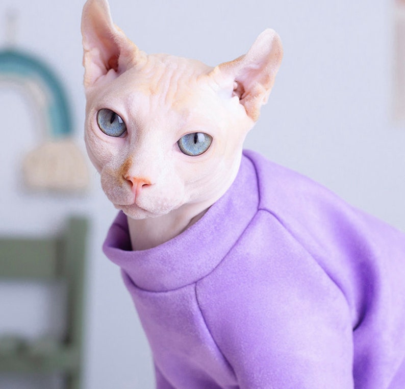 Sphynx Katze dick warm lecken anti-allergisch Herbst und ...