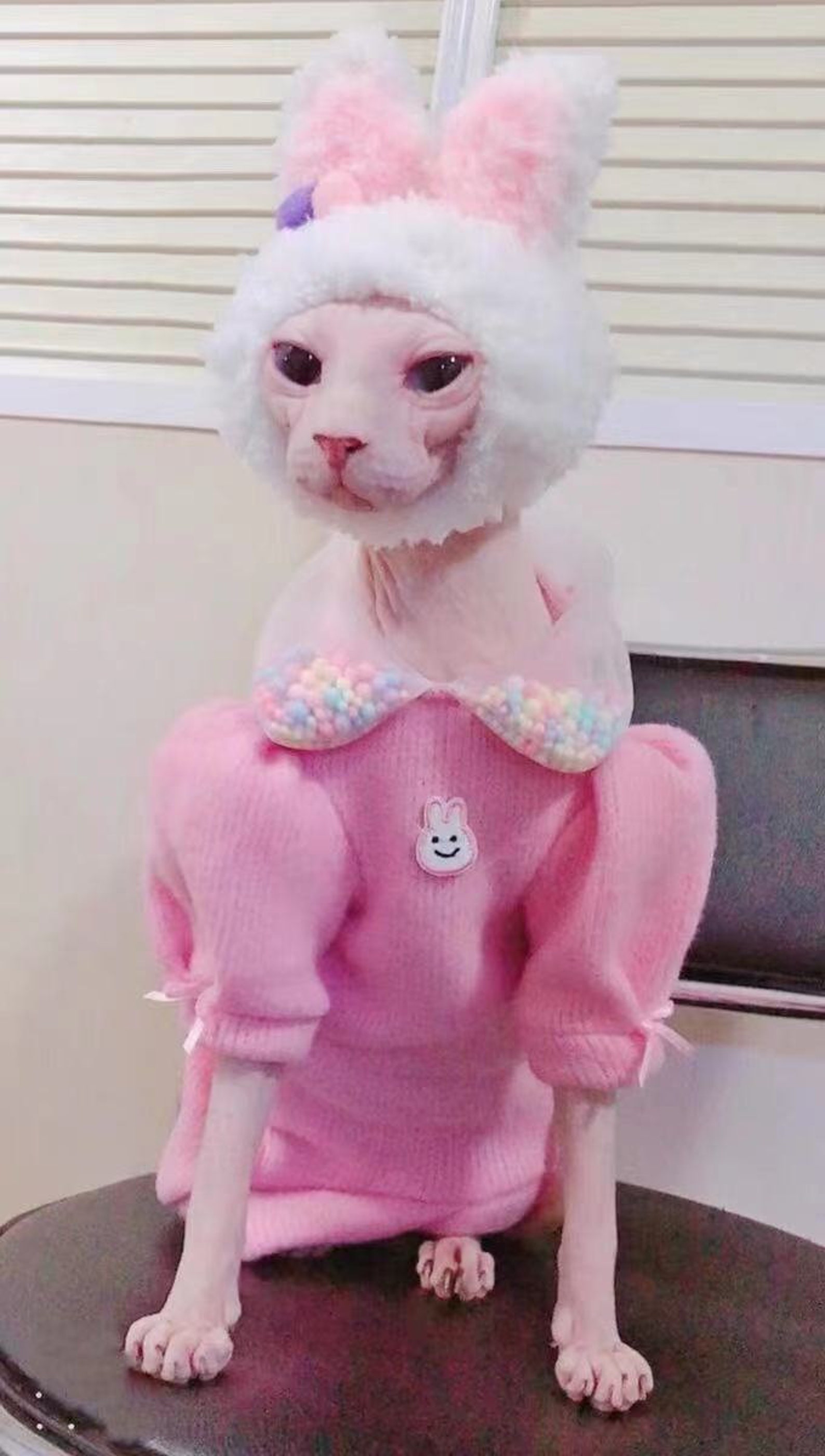 Customize Sphynx Cat Cloth Bunny Rainbow Bubble Ball Winter Etsy