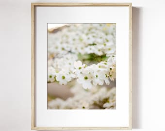 Dogwood Flower Print | White Flower Wall Art | Blooming Floral Wall Art | Dogwood Tree Photo Print | Spring Flower Print