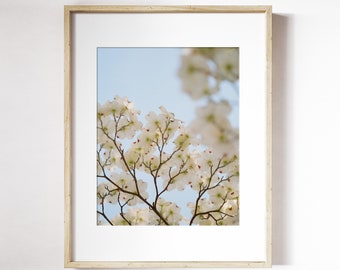 White Dogwood Tree Print | Blooming White Flower Wall Art | Spring Floral Photo | Dogwood Tree Photo Print | Spring Flower Print