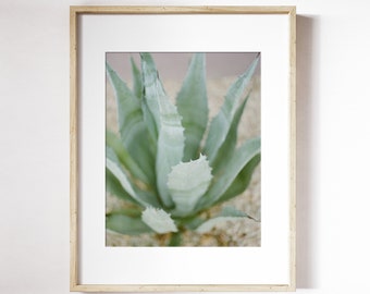 Cactus Aloe Plant Botanical Photography | Cactus Photography | Desert Theme Wall Art | Succulent Photography Wall Art | Desert Flower Print