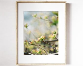 Tiny Leaves Blooming Print | Spring Blooms Wall Art | Leaf Botanical Wall Art | Spring Leaves Photo Print | Early Spring Leaves  Print