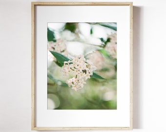 Viburnum Blooms Print | White Spring Blooms Wall Art | Viburnum Botanical Wall Art | Spring Floral Photo Print | White Floral Decor Print