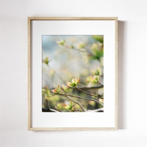 Tiny Leaves Blooming Print Spring Blooms Wall Art Leaf Botanical Wall Art Spring Leaves Photo Print Early Spring Leaves Print image 1