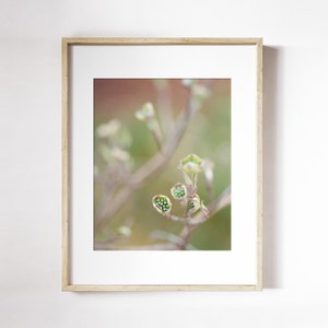 Blooming Dogwood Flower Print | Flower Bud Wall Art | Spring Floral Photo | Dogwood Tree Photo Print | Spring Flower Print