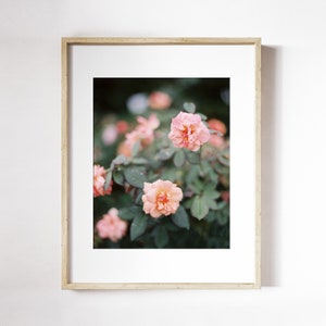 Roses with Water Drops Botanical Wall Art | Pink Roses With Dew Print | Peach Rose Wall Art | Macro Floral Photo Print | Spring Leaves Print