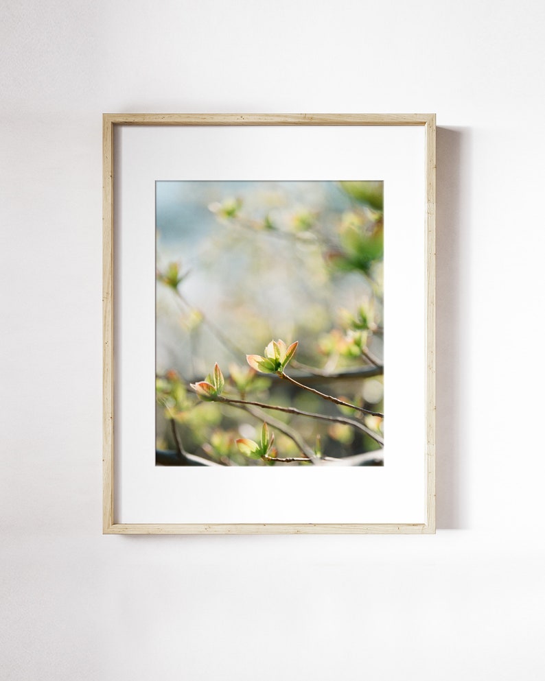 Tiny Leaves Blooming Print Spring Blooms Wall Art Leaf Botanical Wall Art Spring Leaves Photo Print Early Spring Leaves Print image 1