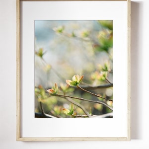 Tiny Leaves Blooming Print Spring Blooms Wall Art Leaf Botanical Wall Art Spring Leaves Photo Print Early Spring Leaves Print image 3