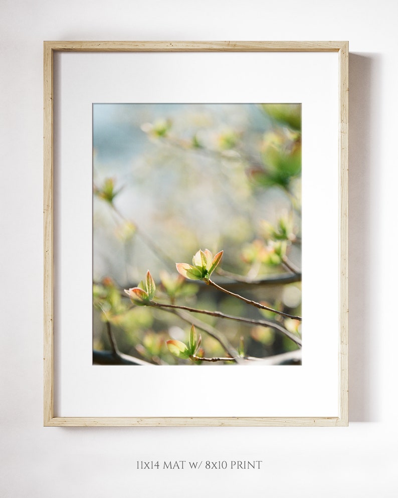 Tiny Leaves Blooming Print Spring Blooms Wall Art Leaf Botanical Wall Art Spring Leaves Photo Print Early Spring Leaves Print image 3