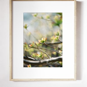 Tiny Leaves Blooming Print Spring Blooms Wall Art Leaf Botanical Wall Art Spring Leaves Photo Print Early Spring Leaves Print image 2