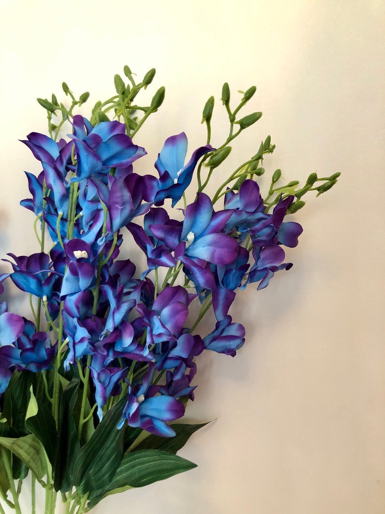 Galaxy Orchidspurple Blue Galaxy Orchid BLOOMS Stems Blue Etsy