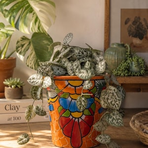 May include: A cylindrical ceramic planter featuring a vibrant orange base with a hand-painted pattern of red, blue, yellow, and green floral motifs. The pot contains a trailing plant with heart-shaped, silver-speckled green leaves.