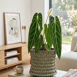 May include: A potted Anthurium plant with large, dark green, heart-shaped leaves featuring prominent white veins and a single white spathe. The plant is housed in a textured, sage green ceramic planter with a vertical, wavy, rope-like pattern.