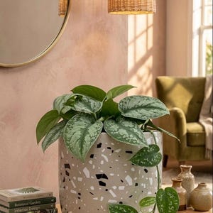 May include: A cylindrical ceramic planter with a beige base and a speckled terrazzo pattern in white and black. The planter sits on a matching circular saucer and contains a trailing Scindapsus plant with variegated heart-shaped green leaves.