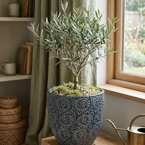 May include: A small olive tree with green leaves and small olives planted in a dark blue ceramic pot featuring a textured, repeating leaf pattern. The soil surface is covered with green moss and small light-colored pebbles.