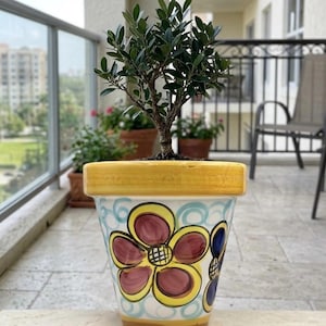 May include: A potted olive tree in a decorative ceramic planter. The planter features a yellow rim and a floral design with burgundy, yellow, and blue accents. The tree has green leaves and a brown trunk.