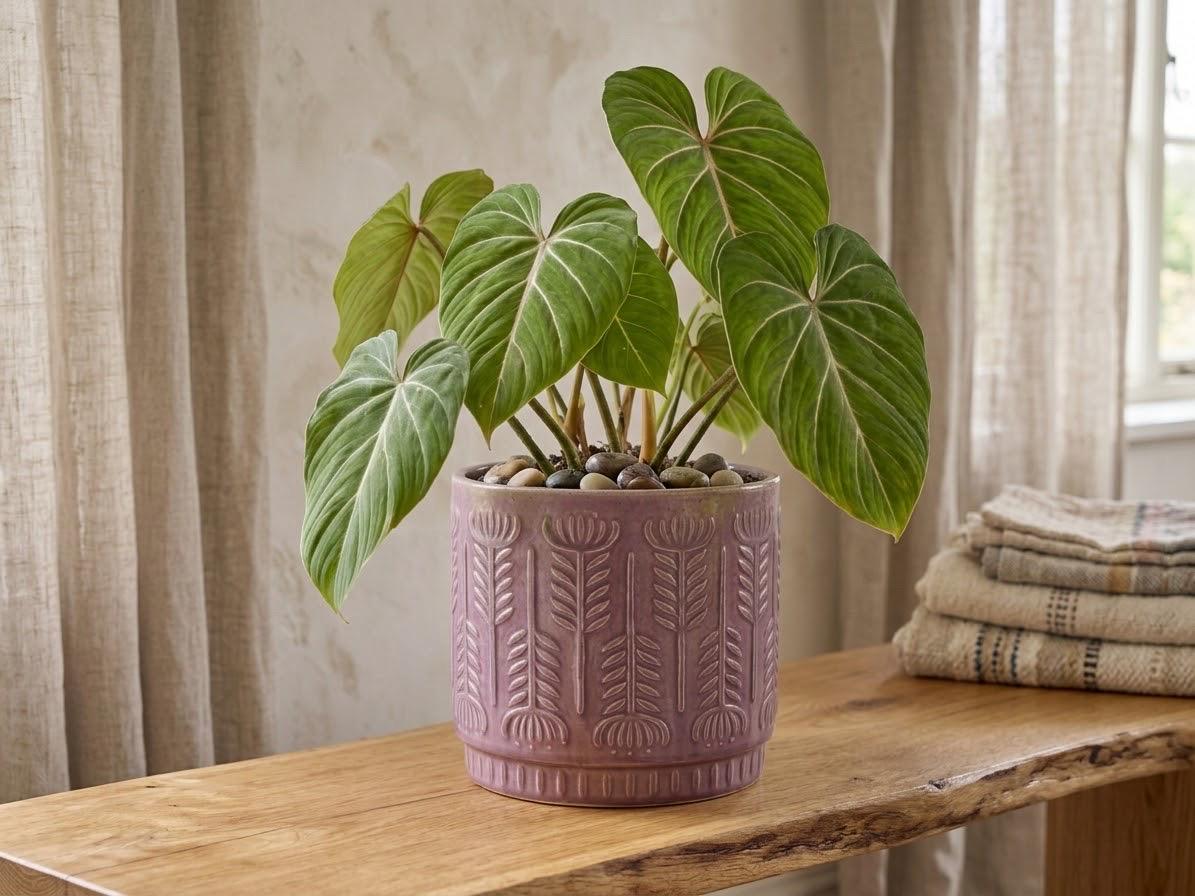 Mid Century Terracotta Planters - Etsy